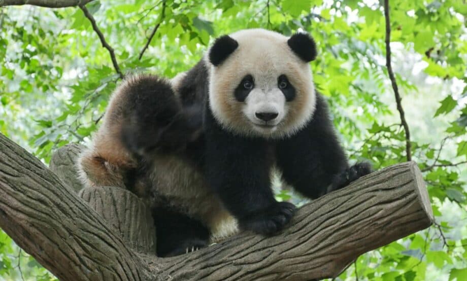 ¡Buenas noticias! El oso panda deja de ser especie en peligro de extinción