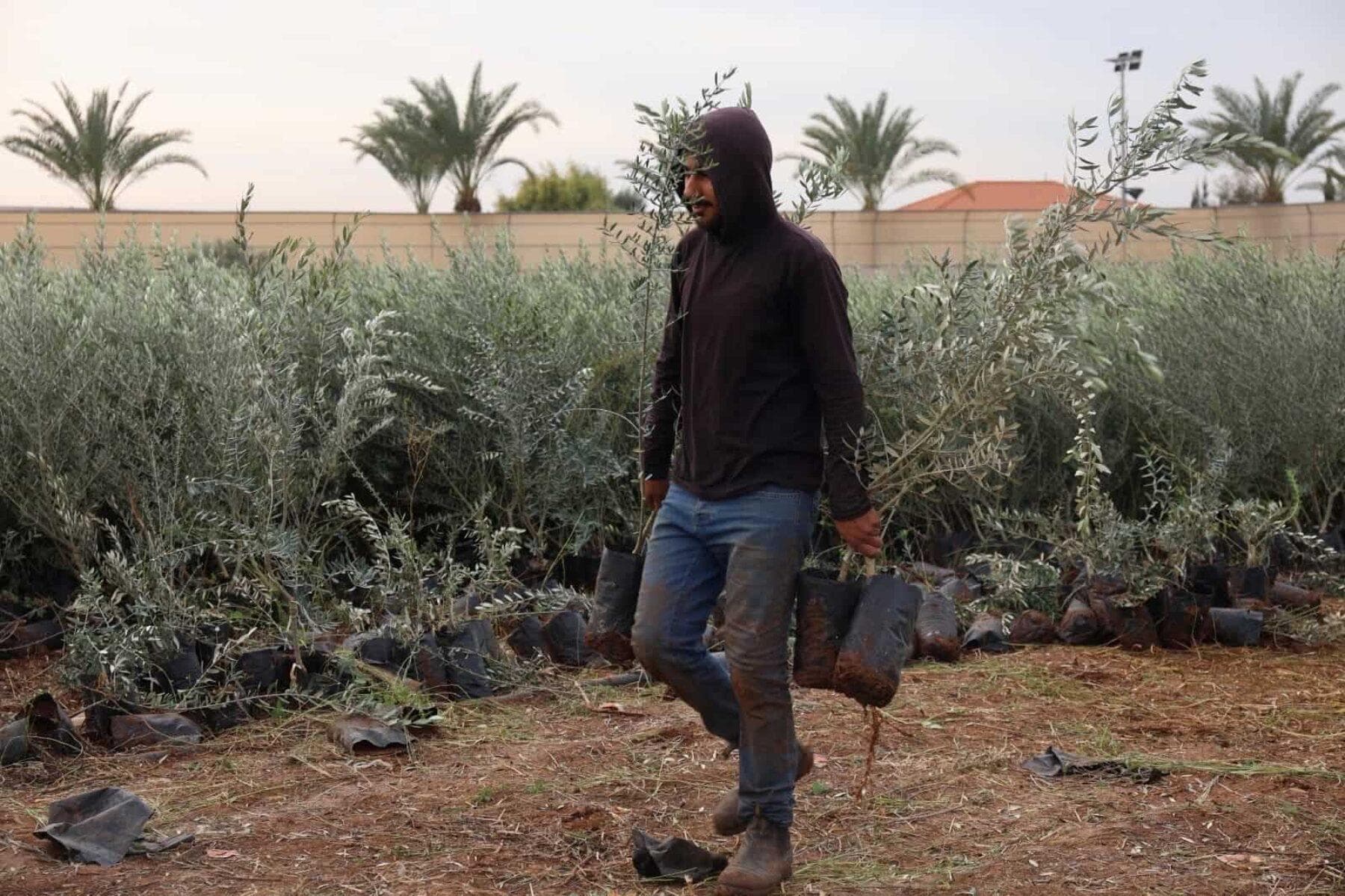 New olive groves plant hope across the West Bank