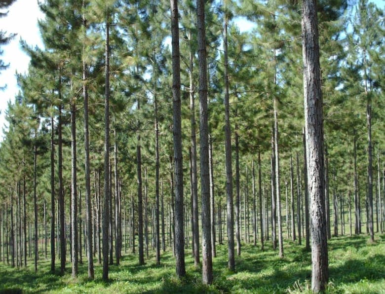 La nueva planta de celulosa fluff en Ituzaingó promete transformar la escala productiva del país y atraer nuevas inversiones al sector