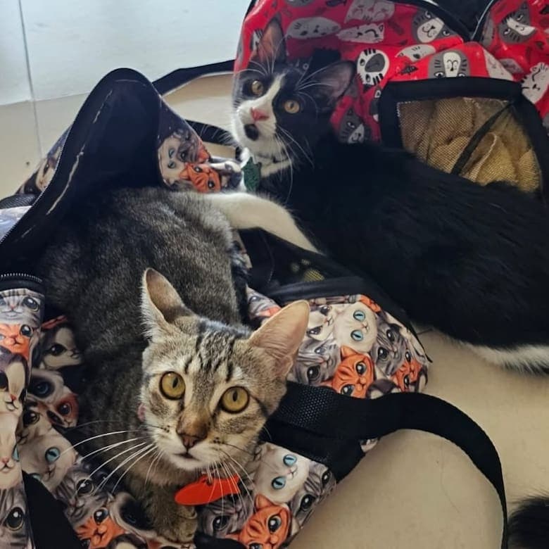 Un grupo de socios en el Lawn Tennis Club rescató a dos gatitos hermanos con una enfermedad: “Resaltó su fuerza y alegría de vivir”