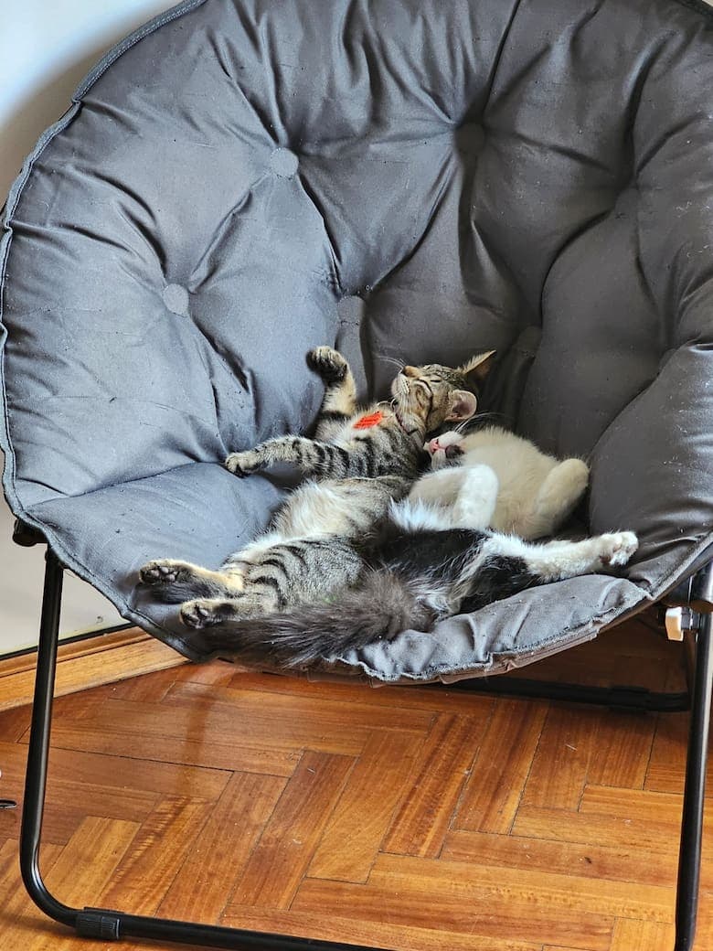 Luego de perder a su gata, Rodrigo decidió abrir las puertas de su casa para que los hermanos tuvieran una vida digna.