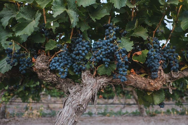 La bodega se dedica exclusivamente al Malbec, con 16 etiquetas de mucho carácter