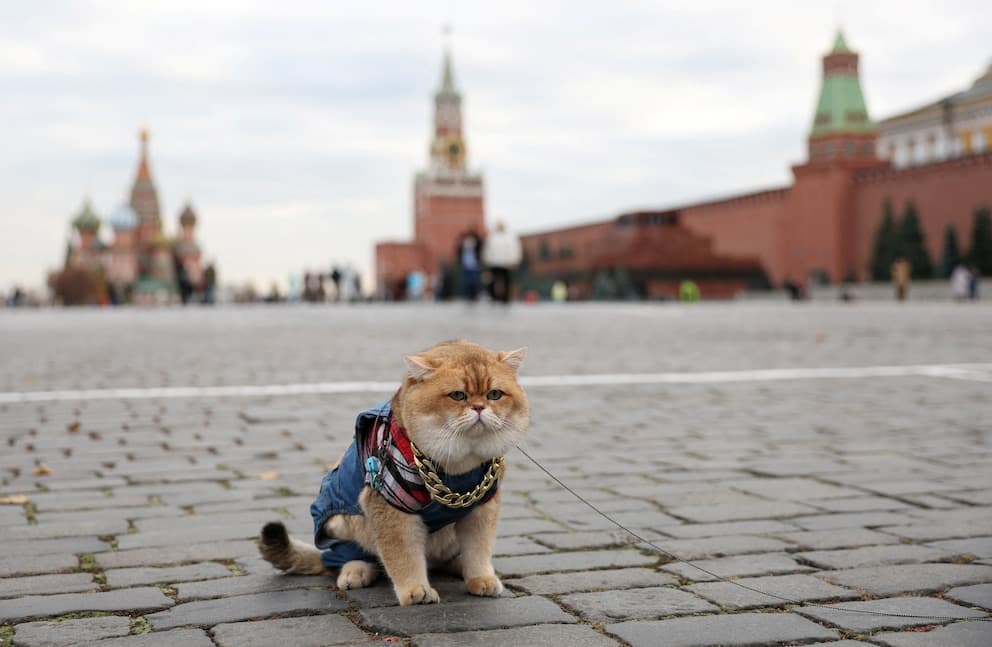 Un estudio revela los países donde los hogares tienen más gatos: Rusia lidera el ranking mundial, mientras que en España dominan los perros